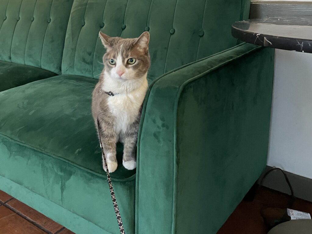 Rochester's Pet Friendly Spaces